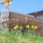 Zechengelände mit Baukran im Hintergrund, im Vordergrund Pflanzen