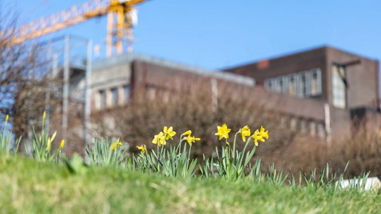 Zechengelände mit Baukran im Hintergrund, im Vordergrund Pflanzen