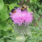 Hummel an Distel