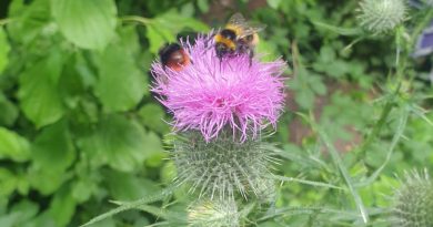 Hummel an Distel