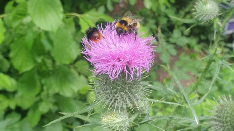 Hummel an Distel