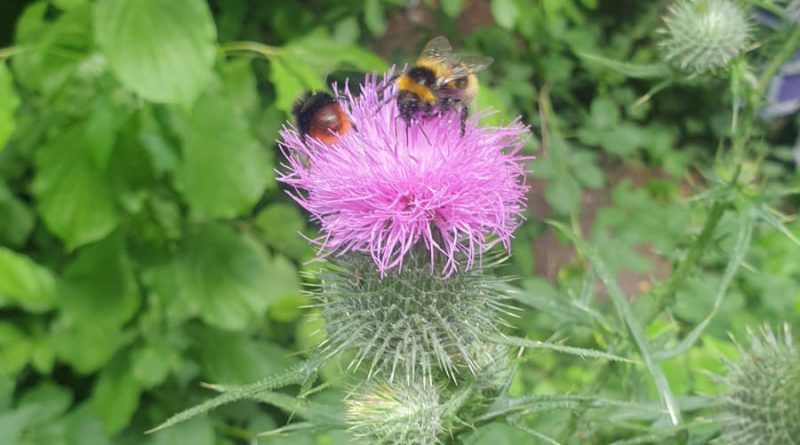 Hummel an Distel