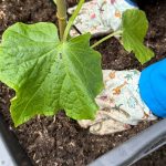 Pflanze wird in Beet eingesetzt