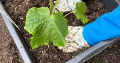 Pflanze wird in Beet eingesetzt