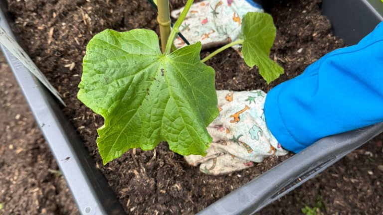 Pflanze wird in Beet eingesetzt