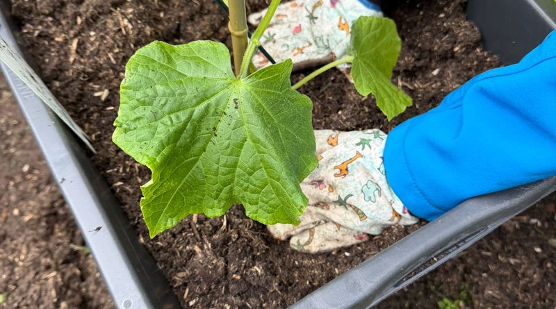Pflanze wird in Beet eingesetzt