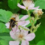 Hummel in einer Brombeerblüte