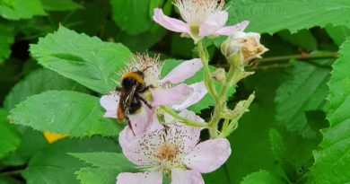 Hummel in einer Brombeerblüte