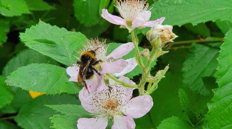 Hummel in einer Brombeerblüte
