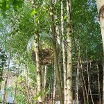 Discokugel im Birkenwäldchen