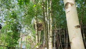 Discokugel im Birkenwäldchen