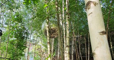 Discokugel im Birkenwäldchen