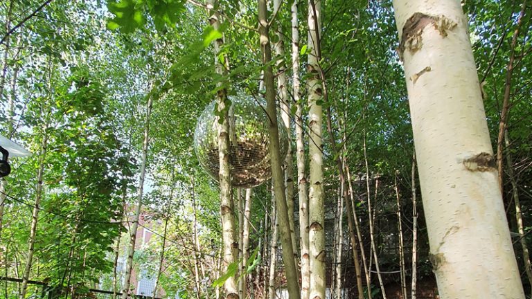 Discokugel im Birkenwäldchen