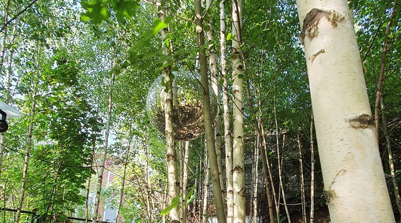 Discokugel im Birkenwäldchen