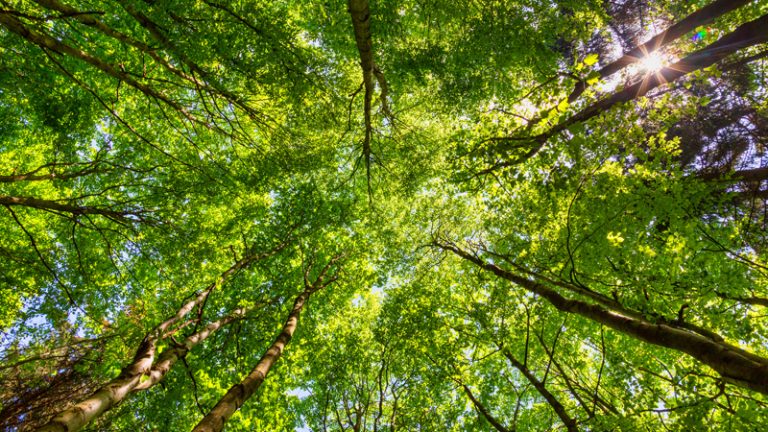 Wald