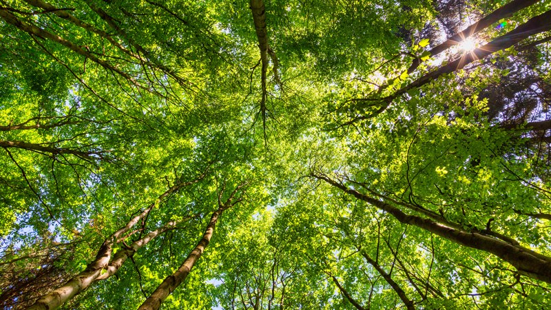 Wald